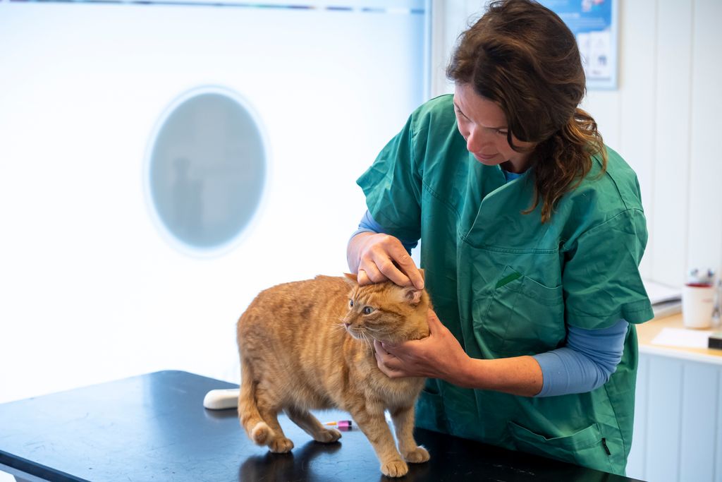 Kort om nye funksjoner